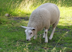 Normal_schaap50_st