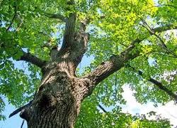 Bomen en vleermuizen kunnen nieuwbouw Togtemaarschool tegen houden