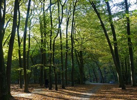 Normal_bos__bomen__pad__herfst