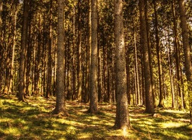 Normal_natuur_bomen_buiten_bos